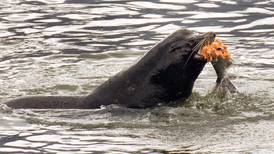 U.S. officials allow killing of sea lions eating at-risk salmon and steelhead in Columbia River watershed