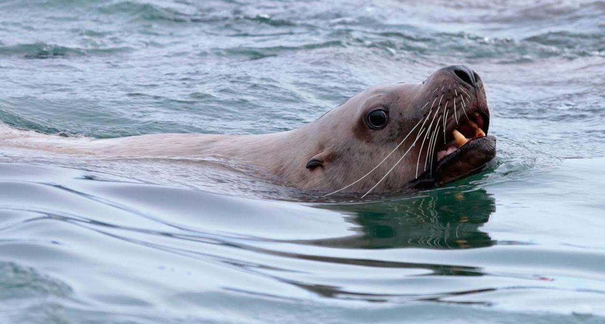 Sea lion boards fishing boat, attacks fisherman in Sand Point