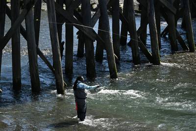 With few exceptions, Southcentral Alaska’s coho salmon run is sluggish