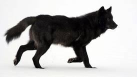 Environmental, economic factors collide in battle over Alaska wolves