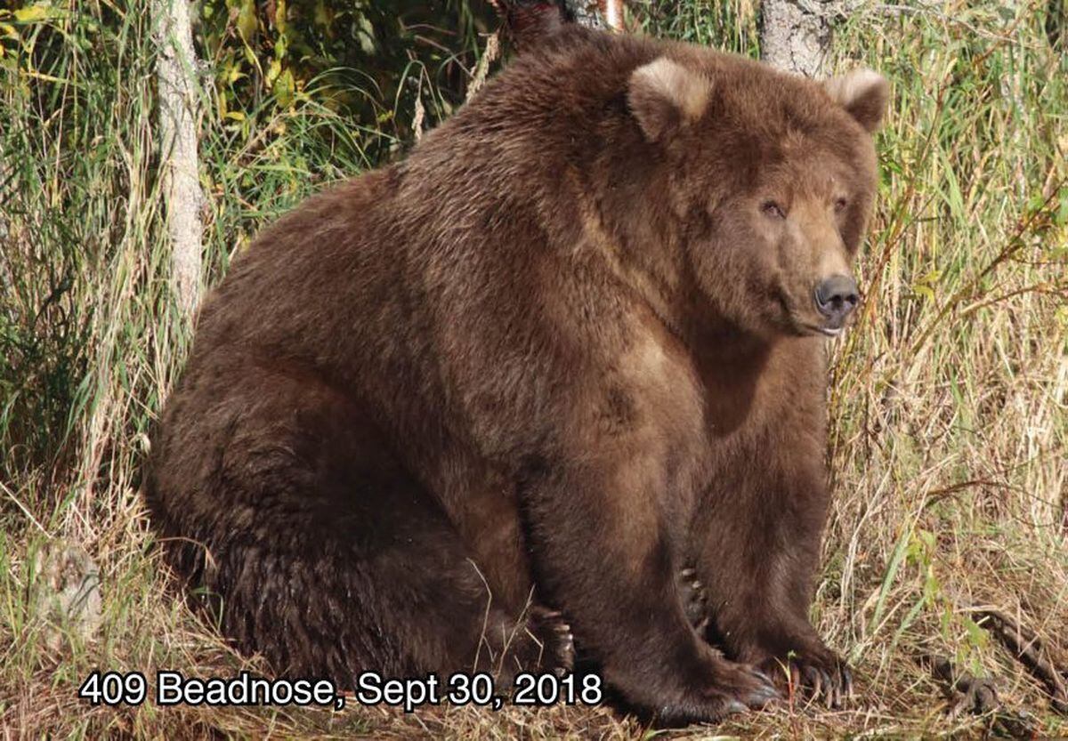 ‘No fat shaming’ Vote for the most rotund Katmai bear during Fat Bear
