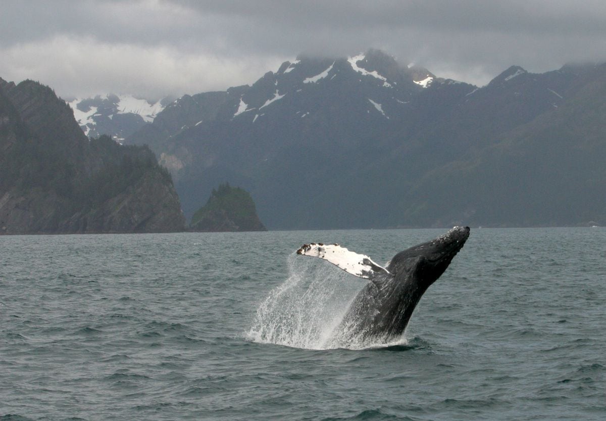 Moose and whales and eagles, oh my! Where to view some Alaska wildlife ...