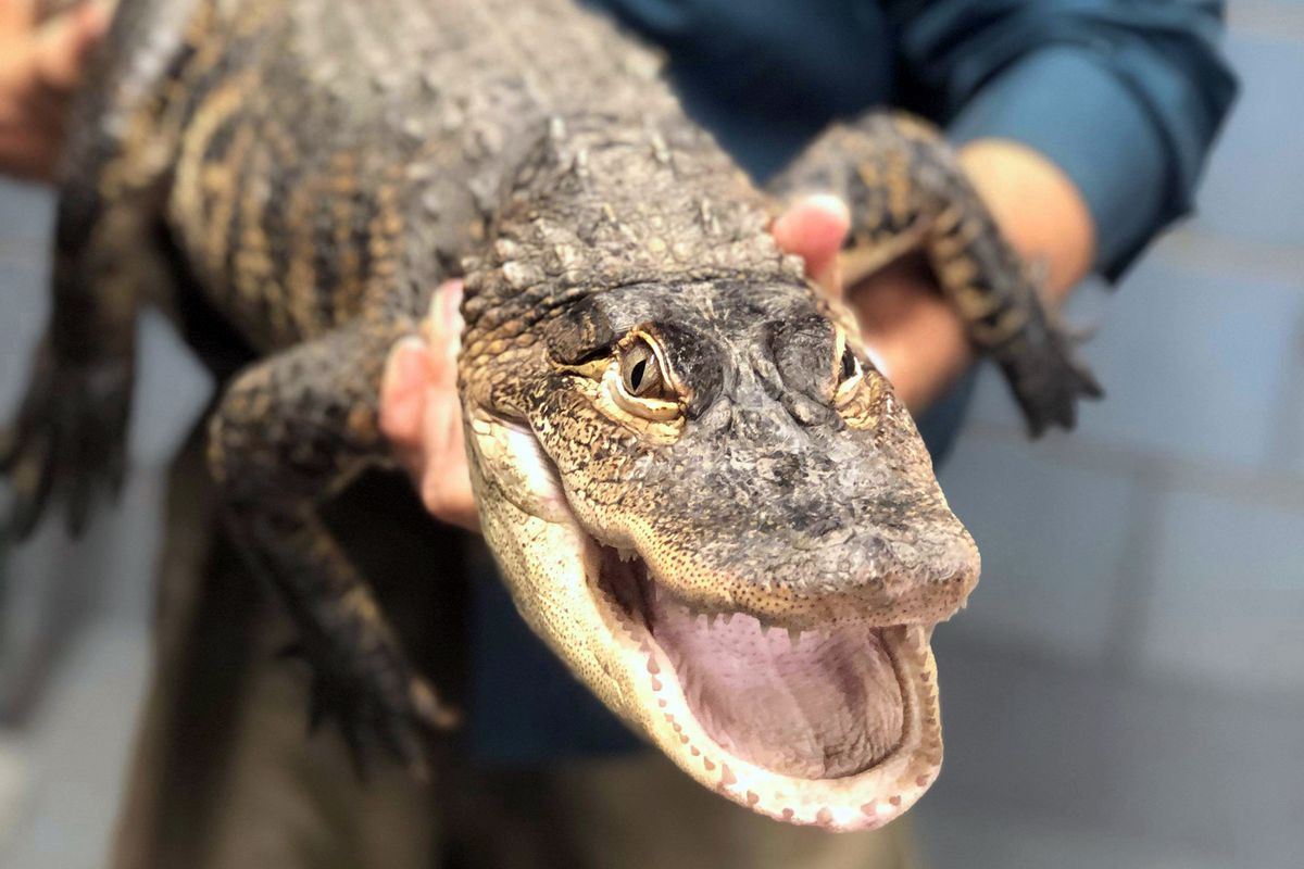 After Days On The Loose Alligator That Shut Down Chicago Park Is Caught By Florida Man Anchorage Daily News