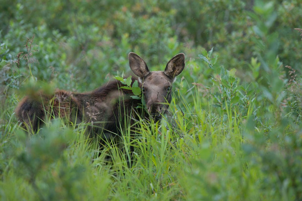 Alaska Moose Roadkill Program