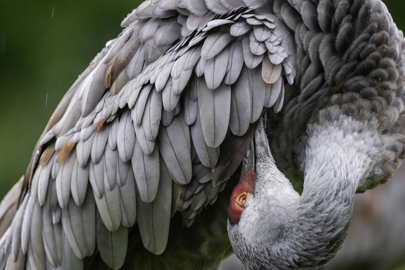 Sandhill cranes gather in Southcentral Alaska before fall migration