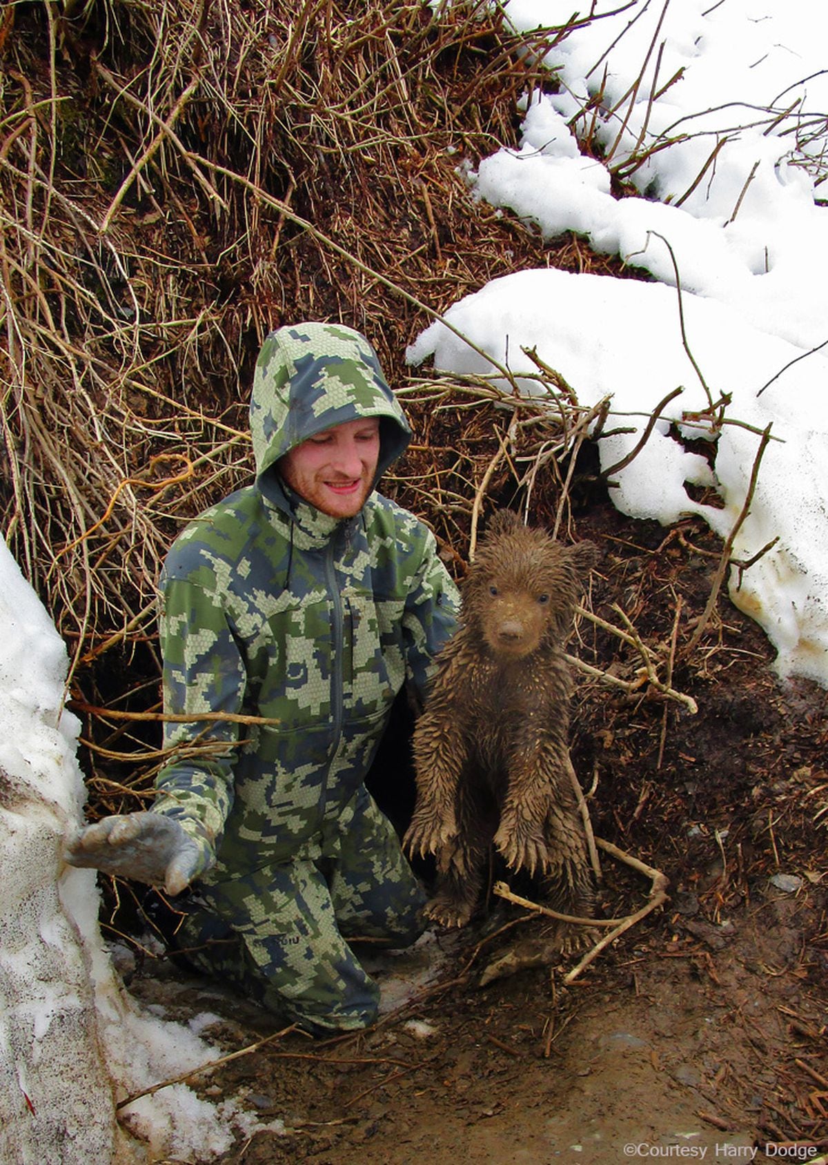 brown bear