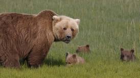 Bear baiting again banned in national preserves in Alaska, under new National Park Service rule