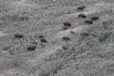 State limits Interior Alaska hunt after dozens of bison drown in frozen pond