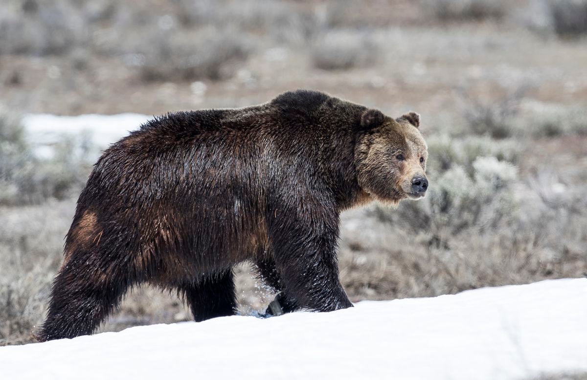 Woman Infant Daughter Die In Yukon Grizzly Bear Attack