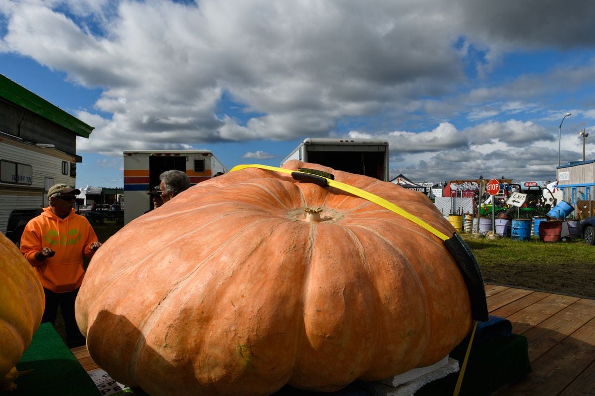 Giant pumpkin sets new Alaska State Fair record Anchorage Daily News
