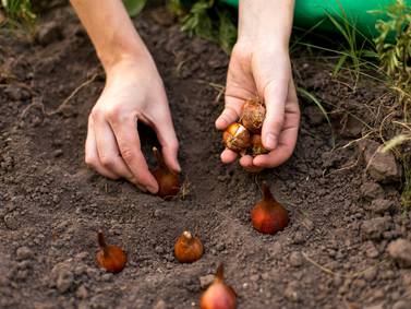 Before the first frost, there are still tasks and deals out there for the shrewd gardener