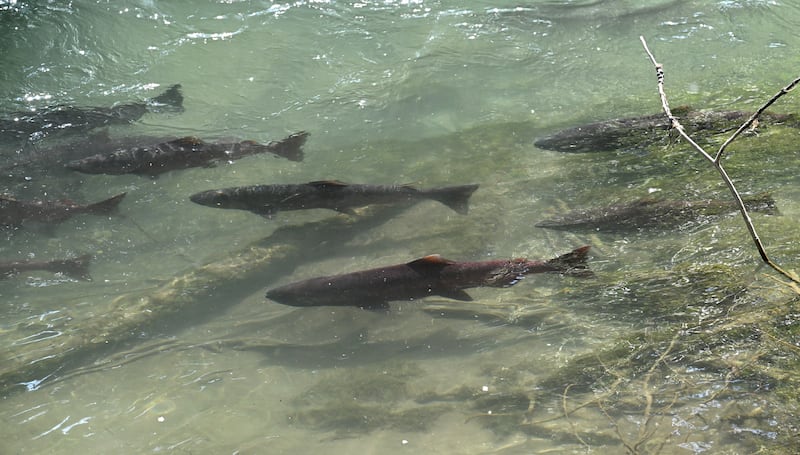 King salmon hold in Ship Creek near the Alaska Department of Fish and Game William Jack Hernandez Sport Fish Hatchery on Wednesday, July 3, 2024, after returning to spawn completing their cycle of life. (Bill Roth / ADN)