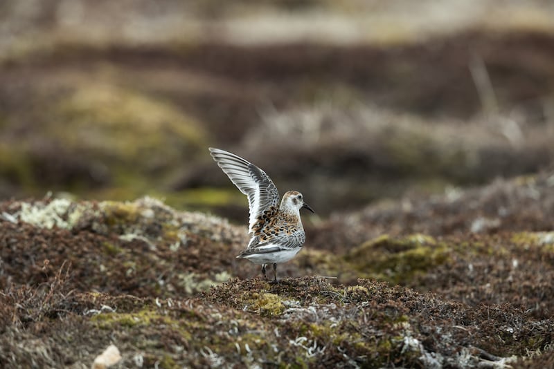 A Pribilof Rock Sandpiper flashes a wing wave to attract a mate or ward off visitors. The bird is a subspecies of the Rock Sandpiper that has only been known to breed on St. Matthew Island and the Pribilof Islands. (Photo by Nathaniel Wilder)