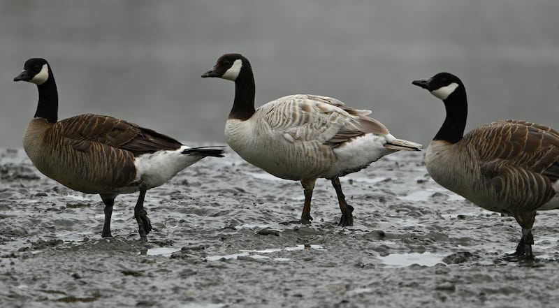 A leucistic goose that has a partial loss of pigmentation, walks along the muddy banks of Ship Creek near downtown Anchorage on Monday, July 8, 2024. (Bill Roth / ADN)