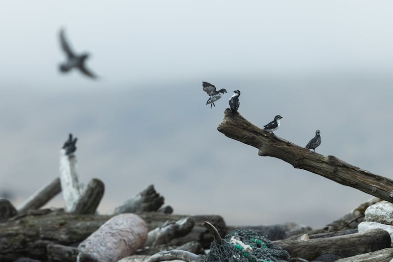 Least Auklets gather along the beach on St. George Island during breeding season. (Photo by Nathaniel Wilder)
