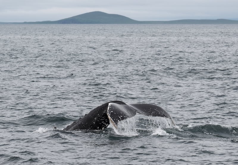 The fluke of a humpback whale is exposed as it dives in the waters near the southwestern end of the Alaska Peninsula and Unimak Island on July 7, 2024. (Marc Lester / ADN)