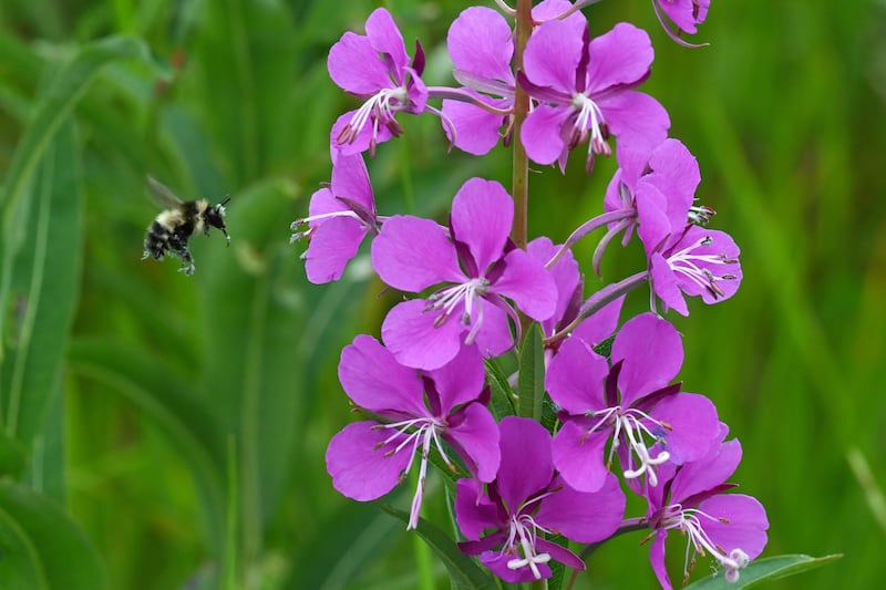 A bumble bee coated with pollen hones in on a patch of fireweed blooming along C Street near downtown Anchorage on Sunday, July 7, 2024. (Bill Roth / ADN)