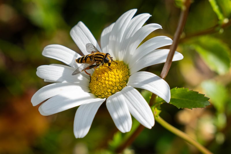An insect pollinates a daisy in South Anchorage on Friday, July 19, 2024. (Loren Holmes / ADN)