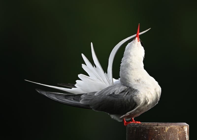An Arctic tern preens at Westchester Lagoon in west Anchorage, AK on Friday, June 28, 2024. (Bob Hallinen Photo)

