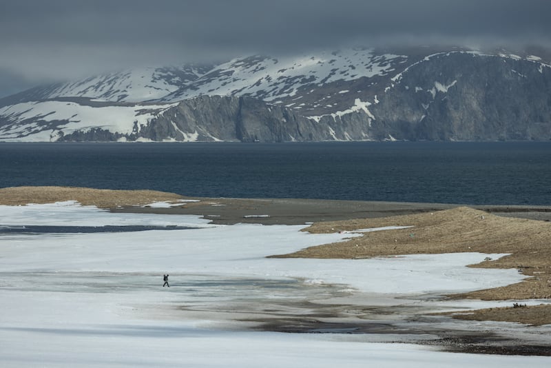 A biologist walks back to the beach after completing a transect survey to count birds on St. Matthew Island in early June 2024. (Photo by Nathaniel Wilder)