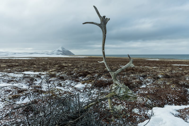 An old reindeer skull sits at the ruins of a Loran Station that was built in 1943 on St. Matthew Island. The reindeer were introduced by the Coast Guard in the 1940's as an emergency food source but were completely gone by the 1980's. (Photo by Nathaniel Wilder)