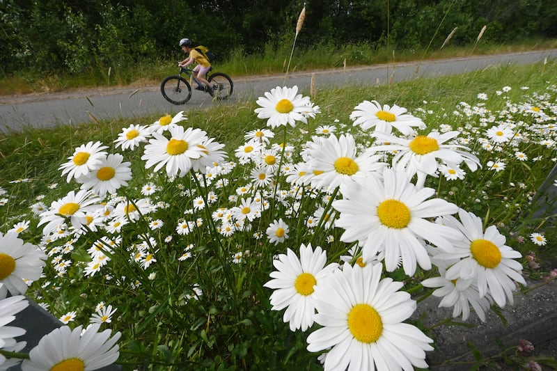 A bicyclist rides on the path along Hillcrest Drive that was lined with daisies on Tuesday, July 2, 2024. (Bill Roth / ADN)
