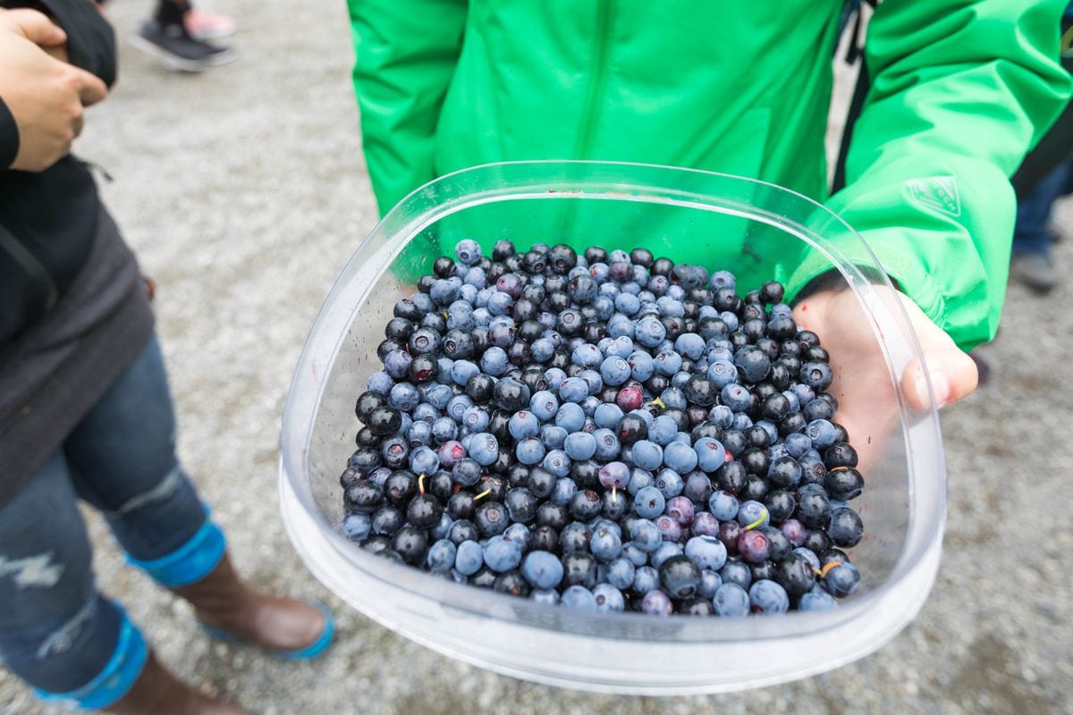 Find blueberries galore at the Alyeska Blueberry Festival Anchorage