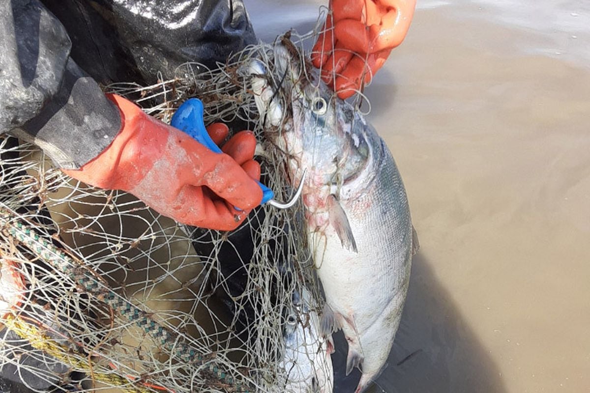 Bristol Bay Setnetters Get Their Hands Dirty And Sometimes Lose A Finger To Put Salmon On Your Dinner Table Anchorage Daily News