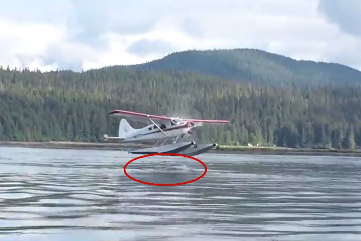 Watch a float plane's near-miss with a whale in Southeast 