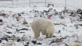 Forging uneasy peace between polar bears and one Arctic hamlet
