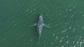 Humpback whale spotted without a tail in Washington state likely lost it in entanglement, experts say