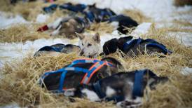 Yukon Quest ends for leaders, but carries on for others