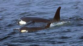 Inbreeding may be the biggest problem for endangered orcas in the Pacific Northwest