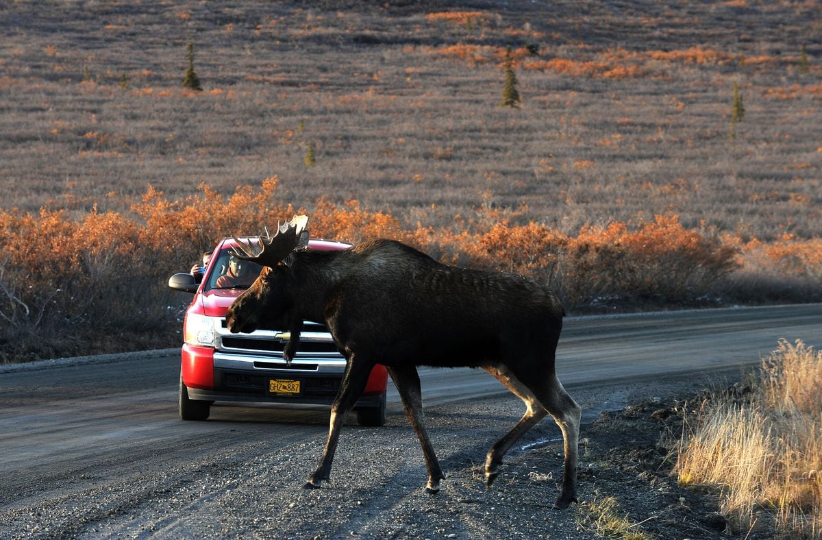 Denali Park Road to reopen Friday morning after closing amid heavy ...